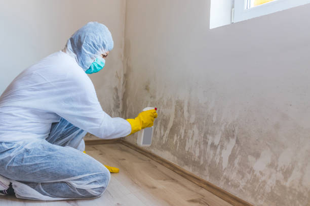 Licensed Black Mold Remediation service in Dania, FL - Car Mold Remediation