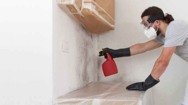 Professional Black Mold Remediation technician working in Dania, FL