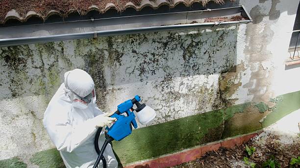 Top rated local Black Mold Remediation specialists in Dania, FL